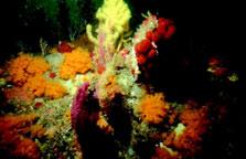 Puede vivir tanto en sistemas poco organizados y de baja diversidad como en los que son altamente estructurados con gran riqueza de especies (fondos coralígenos).