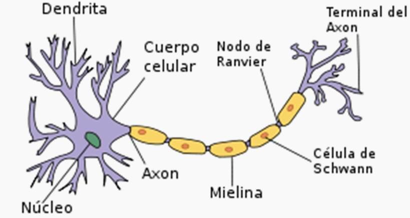 Sistema Nervioso Estructura de la Neurona: - Soma o cuerpo