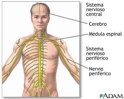 Sistema Nervioso Periférico (SNP) Incluye