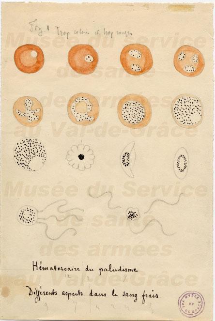 en 1907, por sus descubrimientos de los protozoarios causantes de