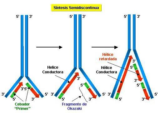 2. Envejecimiento celular HIPÓTESIS EXPLICATIVAS Acortamiento de los telómeros A Replicación del ADNA B Eliminación de cebadores de ARN Ligación de fragmentos de Okazaki El ADN sólo se