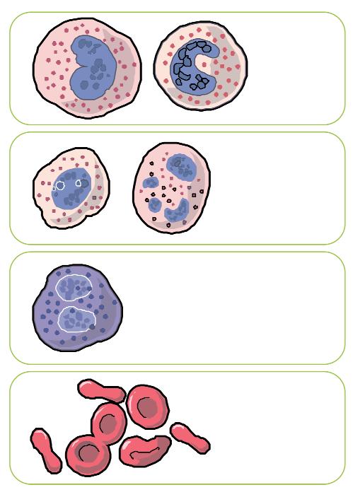 Hematología TEMA 1 SERIE ROJA ANEMIAS GENERALIDADES ENFOQUE MIR Eosinófilos Es importante que tengas claros ciertos conceptos como macrocitosis-microcitosis, reticulocitos.