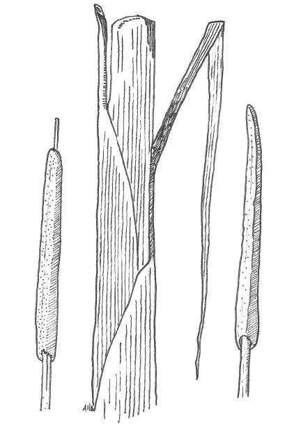 Imágenes 7 y 8: Enea (Thypa latifolia) Por último el carrizo (Phragmites australis) es una fanerógama perteneciente a la familia de las Gramíneas.