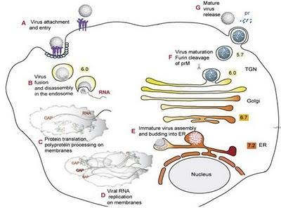 PSVI penetra célula y pierde cápside externa Fusión endosoma-lisosoma