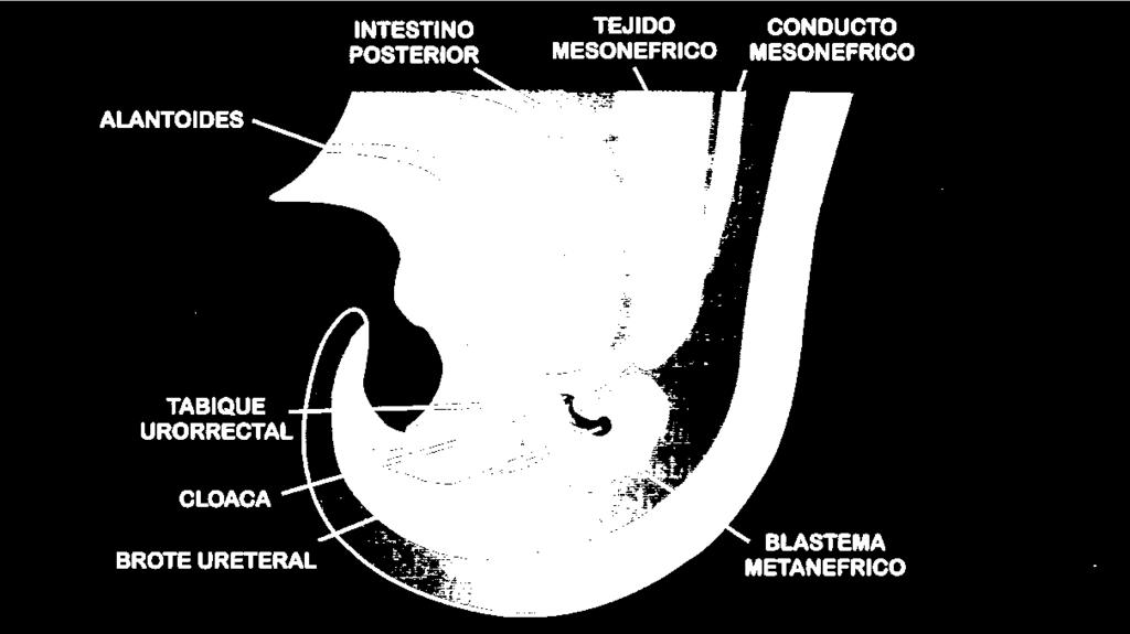 METANEFROS El conducto mesonéfrico (Conducto de Wolff), en su región caudal, antes de desembocar en la cloaca, emite una evaginación epitelial hueca: el brote ureteral, éste impacta y crece en el
