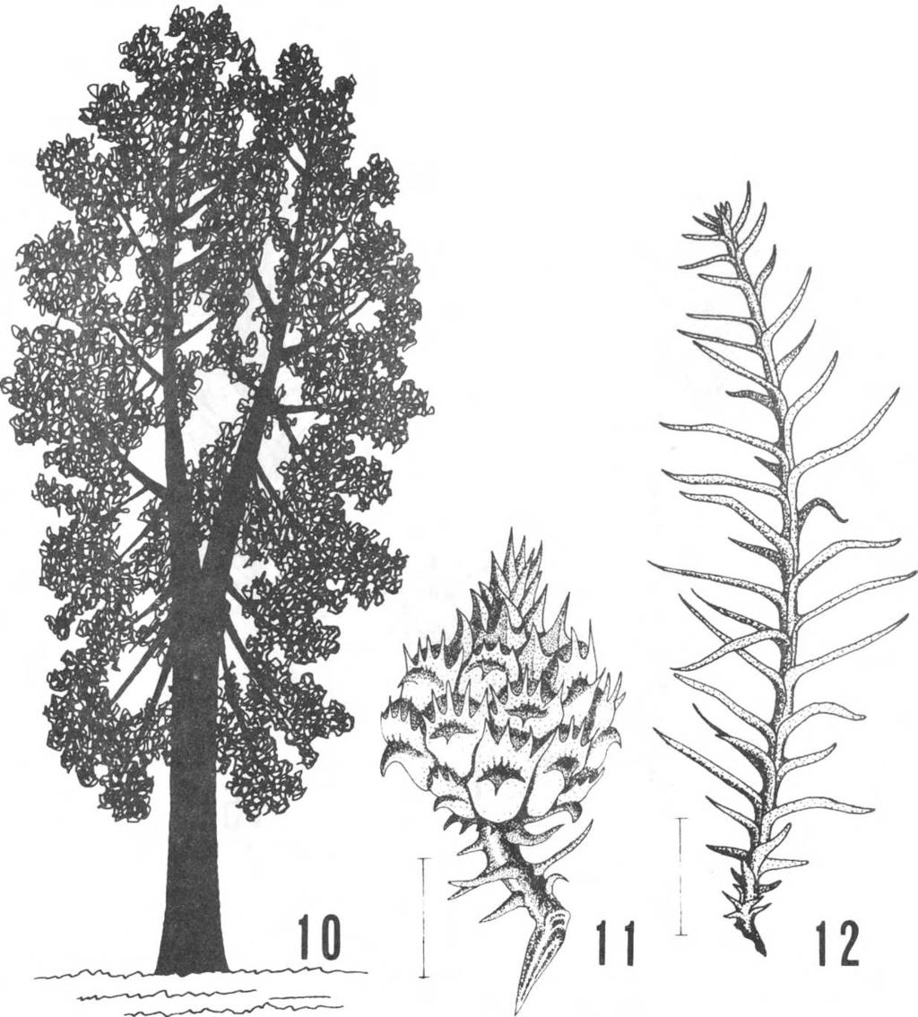 Las especies de Taxodiaceae cultivadas en Chile Su madera duraminizada es de color ro Procedencia, de Estados Unidos de jizo, muy liviana, blanda y