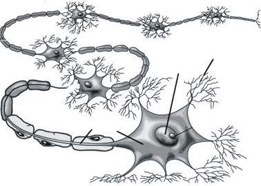 Es una célula alargada, especializada en conducir impulsos nerviosos. En las neuronas se pueden distinguir tres partes fundamentales, que son: soma, axón y dendritas.