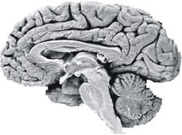 Tronco encefálico Órgano encargado de la actividad motora sensitiva y las funciones superiores (razonamiento, memoria, juicio, abstracción, inteligencia).