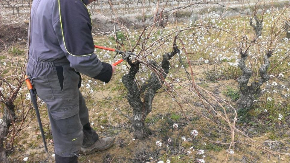 .. Mantener parte de los restos de poda de olivo en la parcela, sin picar, para su posterior destrucción, antes del 30 de mayo como método de lucha indirecta contra el Barrenillo