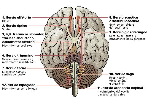 El sistema nervioso somático está integrado por: 1.