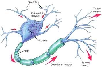 Comunicación y recepción de Células Nerviosas impulsos Las neuronas son un tipo de células del sistema nervioso cuya principal característica es la excitabilidad de su