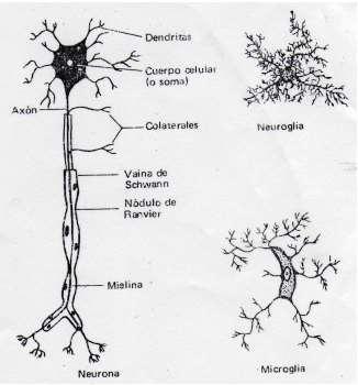 Además de las neuronas, existen dos tipos principales de células nerviosas: neuroglia (células gliales) y microglia.