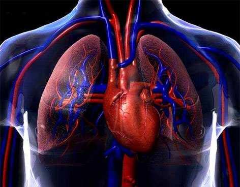 3 1. EL SISTEMA CIRCULATORIO: LA SANGRE 1.1. El sistema circulatorio - El sistema circulatorio es el encargado del transporte de sustancias (nutrientes, desechos, etc.