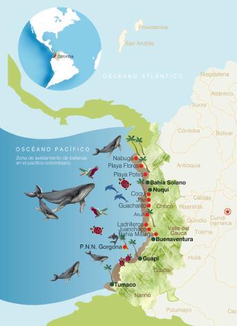 Avistamiento de Ballenas La Guía cuenta con información detallada sobre las características de las ballenas, migraciones, preservación, lugares de avistamiento a nivel mundial e igualmente cuenta con