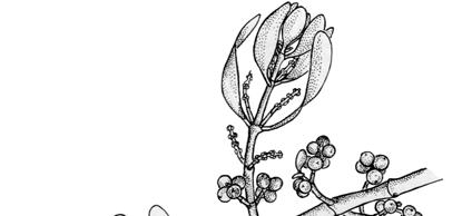 Familia Viscaceae (7-8/350); [1/13] Arbustos hemiparásitos sobre
