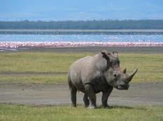 En este parque existe una gran variedad de vida salvaje, destacando: el rinoceronte, antílopes como el Duiker rojo o los bongos, el leopardo negro o el cerdo gigante del bosque, entre otros.
