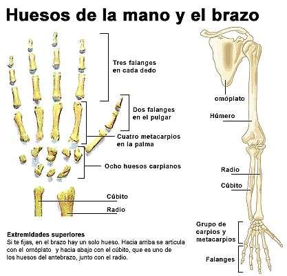 Huesos del miembro superior Se dividen en: 1) Huesos del hombro: clavícula y omóplato 2) Huesos del brazo: húmero 3)