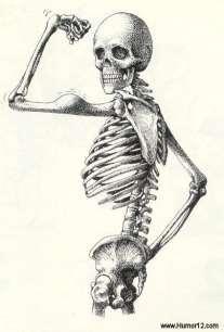 OSTEOLOGÍA Osteología: ciencia que estudia los huesos.