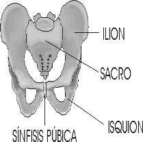 3.) HUESOS PLANOS, Forman las cavidades. Protegen a estructuras nobles del cráneo, tórax y pelvis.