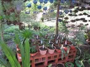 Vivero rústico para el cultivo de epífitas de la finca Nebel ubicada en Coatepec, Veracruz. Sitio en donde se han impartido talleres para productores de café sobre el manejo de epífitas. 2.