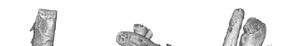 Figura 4b Dibujo de Palos Rollizos conservados (DD9i/11A), Ministerio de Cultura y Deportes/Dirección General del Patrimonio Cultural y Natural, Proyecto Nacional Tak alik Ab aj (Abaj Takalik), 2003