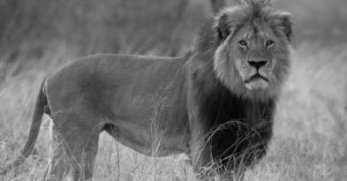 El peso normal de un león es de 240 y vive en los continentes de Asia y África.