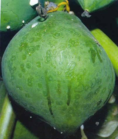 La investigación en una semilla transgénica El Cinvestav, Unidad Irapuato lleva a cabo un proyecto de papaya transgénica resistente al virus de la mancha anular de la papaya