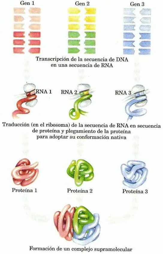 La secuencia de ADN