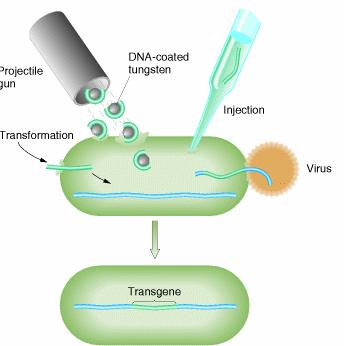 La transformación en eucariotas se hace mediante disparos, inyección o virus