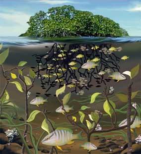 Ahí pescan todas las comunidades de la región, debido a las áreas de manglar, es un sitio de anidación de aves, peces y mamíferos.