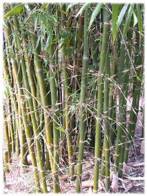 Exóticas - Bambusa