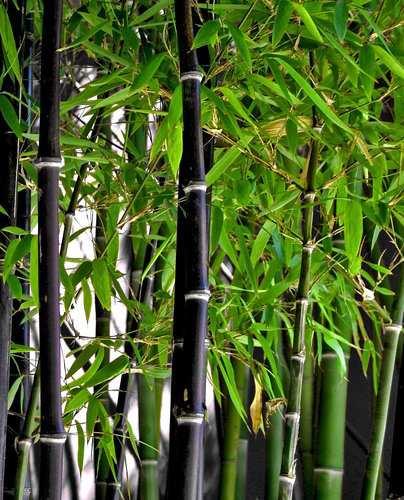 Phyllostachys nigra Munro, bambú negro