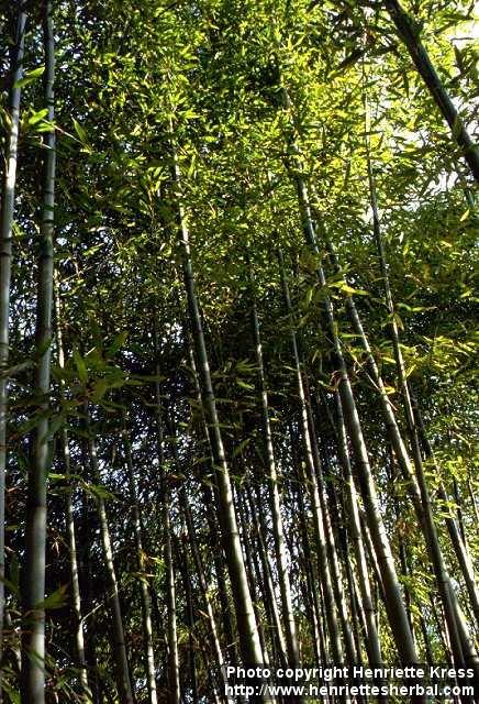 -Bambusa bambos (L.) Voss "bambú".
