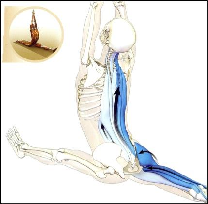 la flexión y la inclinación hacia delante de la cadera; los isquiotibiales para flexionar la rodilla; y los músculos pélvicotrocanteros, el glúteo mayor, el bíceps largo y los aductores, para