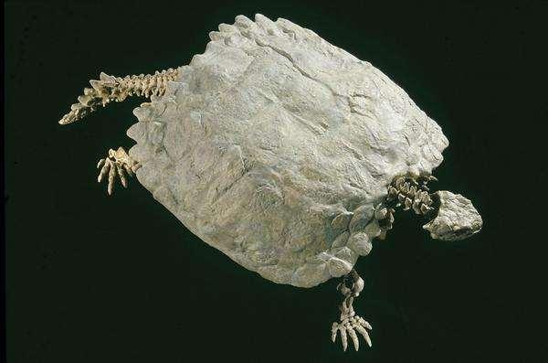 Las tortugas más antiguas se han encontrado en el Triásico Presentan una