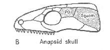Anapsidos Anapsida y Diapsida son grupos hermanos del clado