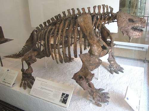 Radiación de los anápsidos en el Pérmico Scutosaurus Los pareiasaurios presentaban miembros muy robustos Su dentición indica que eran animales comedores de plantas Su