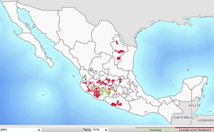 barrenadores del hueso del aguacatero (Fuente: Mapa Dinámico Fitosanitario,