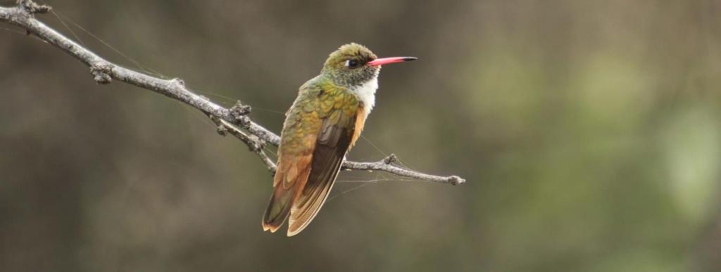 Hummingbird Colibrí de Vientre