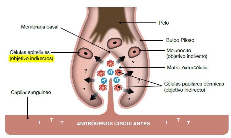 ANATOMÍA Y FISIOLOGÍA DEL CABELLO: ELEMENTOS ELEMENTOS HORMONALES Andrógenos, reguladores del crecimiento Modulan el ciclo anágeno-telógeno Y formación