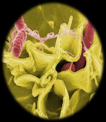 Vibrio cholerae Sobrevive por periodos hasta de 7 días fuera del organismo (ambientes húmedos y
