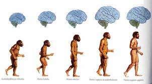 EVOLUCIÓN Homo