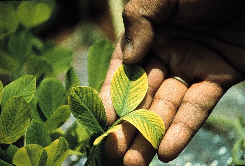 ANÁLISIS DE PLANTAS Evaluar de forma directa al cultivo. Confirmar y detectar deficiencias / toxicidad. Identificar áreas problema. Micronutrientes.