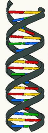 4. Ácidos nucleicos - ácido desoxirribonucleico (ADN) y ácido