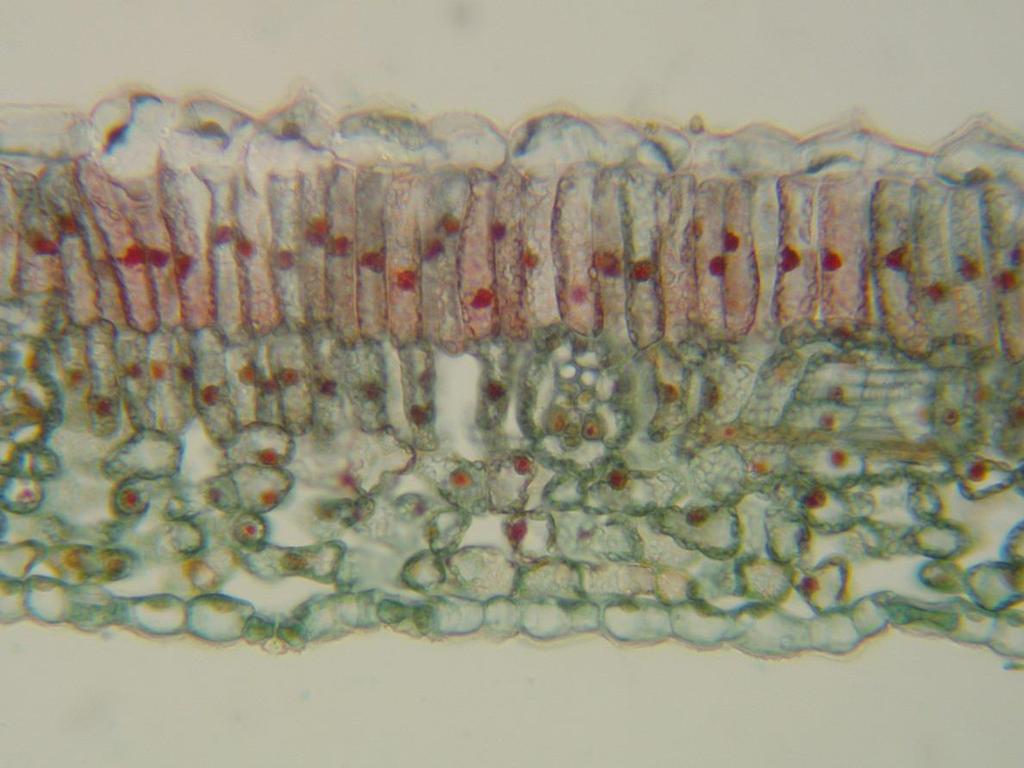 µm C.T.