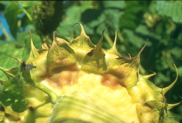 PODREDUMBRE GRIS (Botrytis cinerea) La