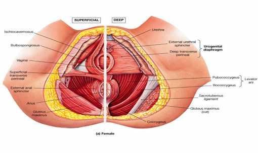 pelviano, siendo así, un sistema estriado formado por el diafragma urogenital y diafragma pélvico, y otro, un sistema no estriado el cual está representado por fibras que permanecen en posición