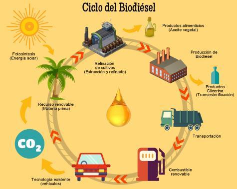 La idea de producir biocombustibles a partir de aceites vegetales no es nueva.
