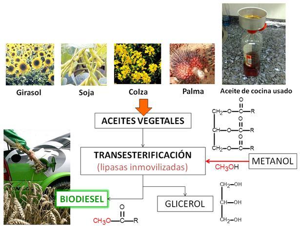 TRANSESTERIFICACIÓN DE ACEITES VEGETALES La manera más común de sintetizar biodiesel es mediante una reacción de transesterificación, en la cual un triglicérido reacciona con un alcohol (metanol,