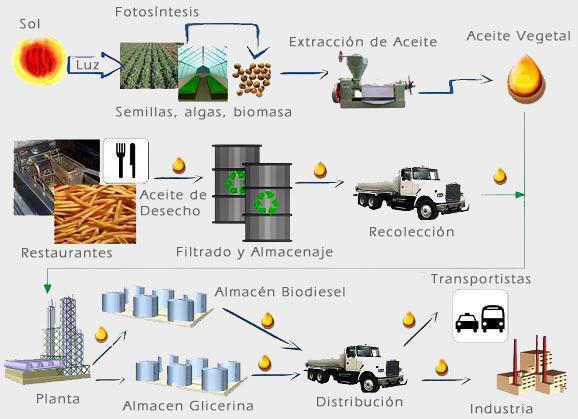 MATERIAS PRIMAS Las materias primas que se pueden emplear enlaobtención de biodiesel son muy variadas y pueden clasificarse en: aceites vegetales: girasol, colza,